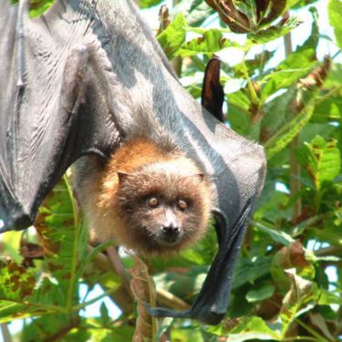 Rodrigues Fruit Bats - Animals at Drusillas - Best UK Zoo for Kids