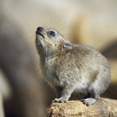 Arabian Rock Hyrax - Animals at Drusillas - Best UK Zoo for Kids