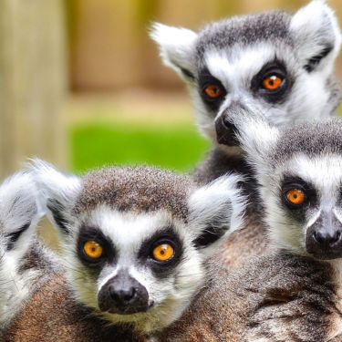 Ring-Tailed Lemur | The Maryland Zoo