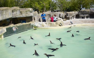 Feed the Penguins Experience, Sussex, UK | Drusillas Park