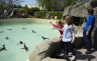 Feed the Penguins Experience, Sussex, UK | Drusillas Park