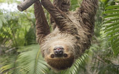 Sloth Experience | Sloth Encounter UK | Drusillas Park