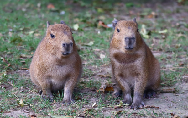 Drusillas Zoo Park  Zoo's 'Cappy' Couple Welcome Triplets One Year After  their First Baby in Over a Decade