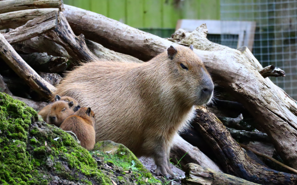 Two new capybara babies born
