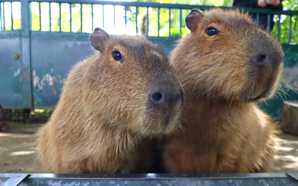 Zoo's 'Romantic' Efforts Bring Arrival of First Capybara Baby in Over a  Decade