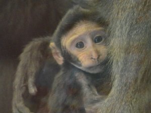 Baby_Macaque___Copy.jpg