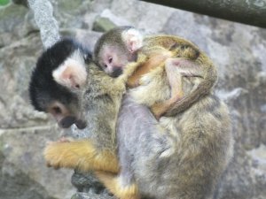 Baby_squirrel_monkey.jpg