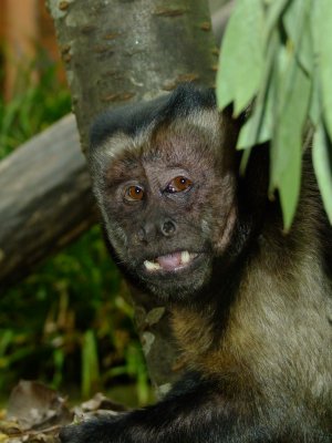 Barney_the_Capuchin_Monkey_at_Drusillas_Park.jpg