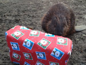 Beaver_with_a_Christmas_Food_Parcel_at_Drusillas_Park.JPG