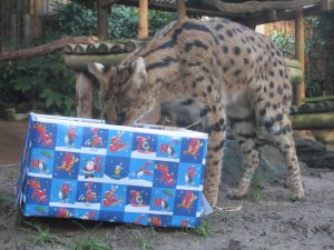 Benson_the_serval_discovers_a_food_parcel_at_Drusillas_Park.JPG