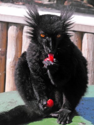 Black_Lemur_Eats_Stawberries_at_Drusillas_Zoo_Park__Alfriston.jpg