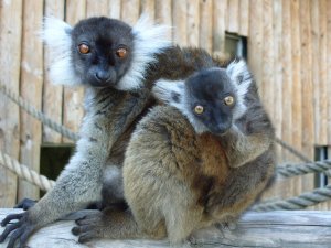 Black_Lemur_and_Baby.jpg