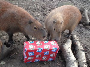 Capybaras_with_their_Christmas_food_parcel_at_Drusillas_Park.JPG