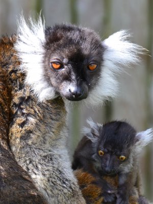 Clementine___Baby_at_Drusillas_Park2.JPG