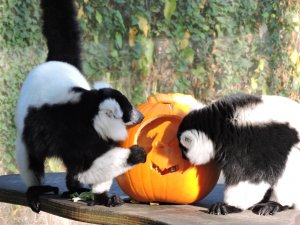 Drusillas_Park_s_Black_and_White_Lemurs_Delight_at_their_Frighteningly_Good_Feast_2.JPG