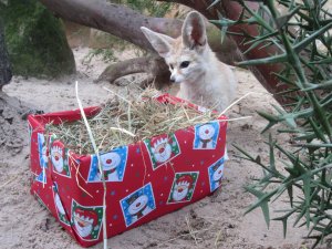 Fennec_Fox_discovers_her_Christmas_Food_Parcel_at_Drusillas_Park.JPG