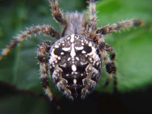 Garden_Spider.jpg