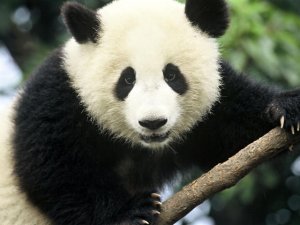 Giant_Panda_Hero_image__c__Michel_Gunther_WWF_Canon.jpg
