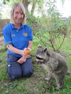 Racoon with Strawberries