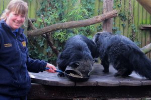 Keeper__Gemma_Romanis_Serves_Up_a_Pancake_Treat_to_the_Binturong_at_Drusillas_Park__2_.JPG