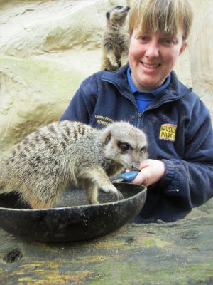 Keeper__Gemma_Romanis_Serves_up_a_Pancake_Treat_to_the_Meerkats_at_Drusillas_Park.JPG