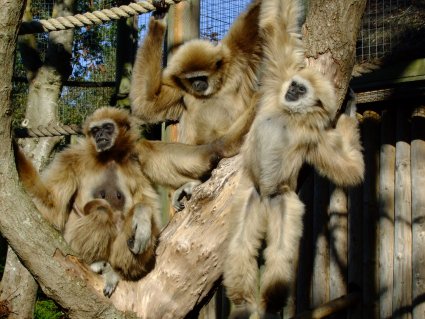 Lar_Gibbon_Family_at_Drusillas_Park.JPG