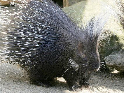 Lonely_Hearted_Robbie_the_Porcupine_at_Drusillas_Park.jpg