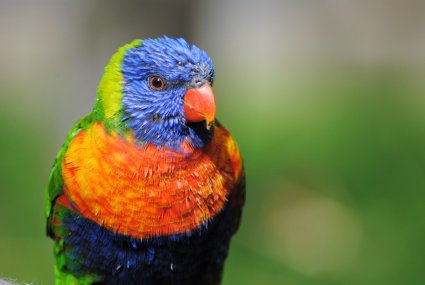 Lorikeet_photo_taken_by_Sophia_Dennett_at_Drusillas_Park.jpg