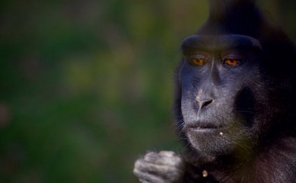 Macaque_at_Drusillas_Park.jpg