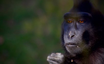 Macaque_at_Drusillas_Park.jpg