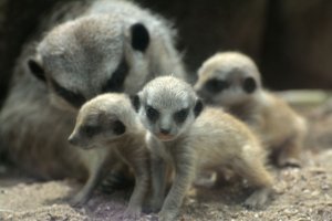 Meerkat_Babies_2015__8_.jpg