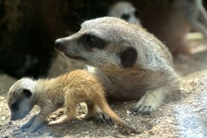 Meerkat_Babies_2015__9_.jpg