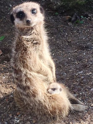 Meerkats_Soak_up_the_Sun_at_Drusillas_Park.JPG