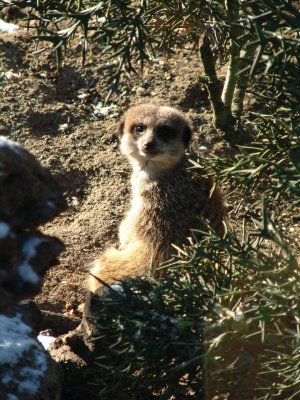 Meerkats_wake_up_to_snow_at_Drusillas_Park.jpg