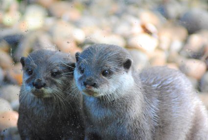 Otters_photo_taken_by_Sophia_Dennett_at_Drusillas_Park.jpg