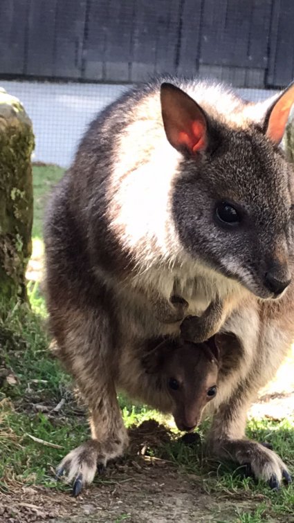 Parma_Wallaby_joey_and_mum_Doris.jpg