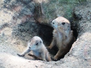 Prairie_Dog_Baby.jpg