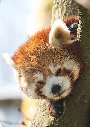 Red_Panda.jpg