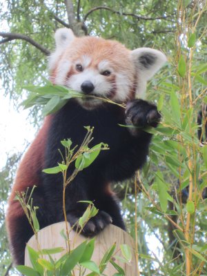 Red_Panda_eating_Bamboo_at_Drusillas_Park.JPG