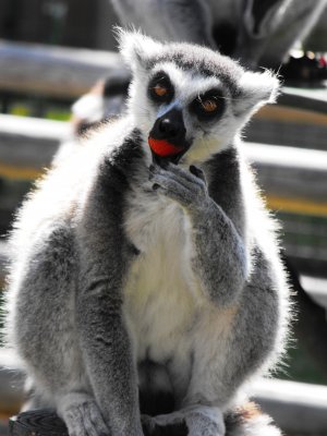 Ring_tailed_Lemurs_Eat_Stawberries_at_Drusillas_Park.jpg