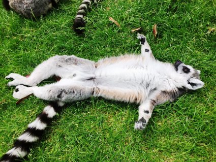 Ring_tailed_lemur_Basks_at_Drusillas_Park_.JPG