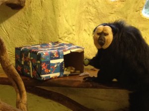 Saki_Monkey_tucks_into_his_Christmas_Food_Parcel_at_Drusillas_Park.jpg