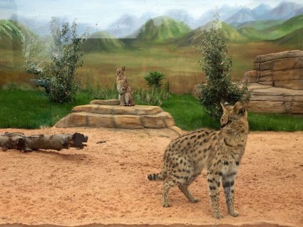 Servals_Ninja_and_Kariba_at_Drusillas_Park.jpg