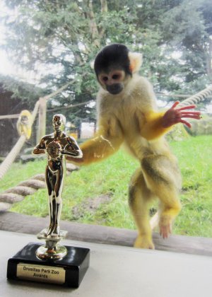 Squirrel_Monkeys___Visual_Effects.jpg