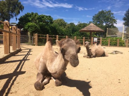 The_Camels_Soak_up_the_Sun_at_Drusillas_Park.JPG