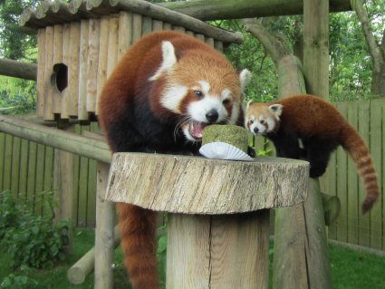 The_Red_Pandas_Enjoy_Panda_Cake_at_Drusillas_Park___Copy.jpg