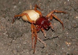 Woodlouse_Spider.jpg