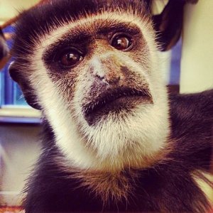 colobus.jpg