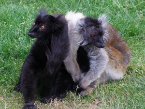 drusillas_black_lemur_004.JPG