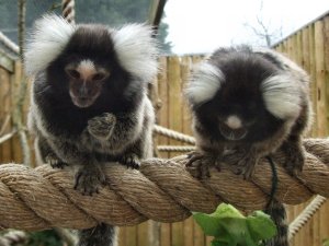 drusillas_common_marmosets_025.JPG